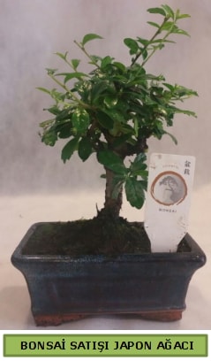 Minyatr bonsai aac sat  skenderun iek gnderme 