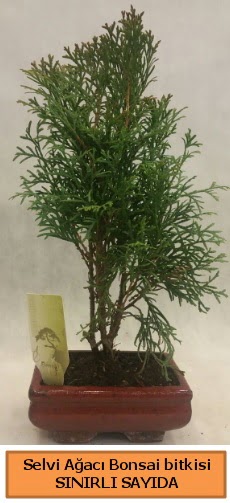 Selvi aac bonsai japon aac bitkisi  skenderun iek sat 