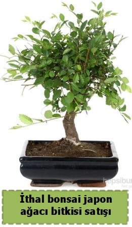 thal bonsai saks iei Japon aac sat  skenderun nternetten iek siparii 