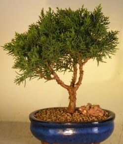 Servi am bonsai japon aac bitkisi  skenderun iek yolla 