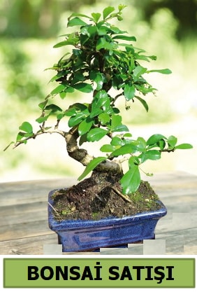 am bonsai japon aac sat  skenderun iek sat 