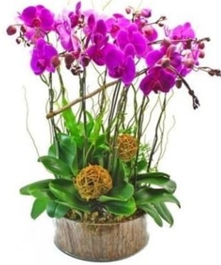 Ahap ktkte lila mor orkide 8 li  skenderun internetten iek sat 