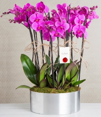 11 dall mor orkide metal vazoda  skenderun iek gnderme sitemiz gvenlidir 