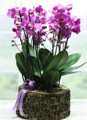 Ktk ierisinde 6 dall mor orkide  skenderun ucuz iek gnder 