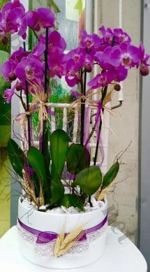 Seramik vazoda 4 dall mor lila orkide  skenderun online iek gnderme sipari 