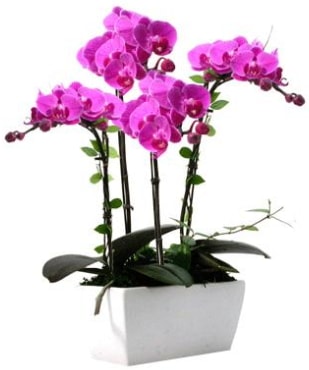 Seramik vazo ierisinde 4 dall mor orkide  skenderun iek sat 