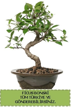 Ficus bonsai  skenderun iek gnderme sitemiz gvenlidir 