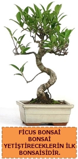Ficus bonsai 15 ile 25 cm arasndadr  skenderun iek yolla 