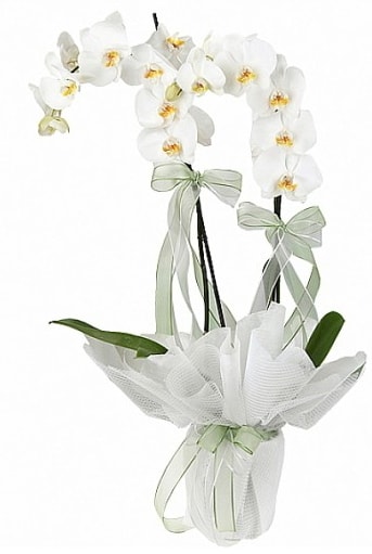 ift Dall Beyaz Orkide  skenderun anneler gn iek yolla 