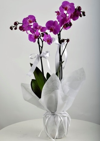 ift dall saksda mor orkide iei  skenderun iek siparii vermek 