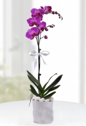 Tek dall saksda mor orkide iei  skenderun iekiler 