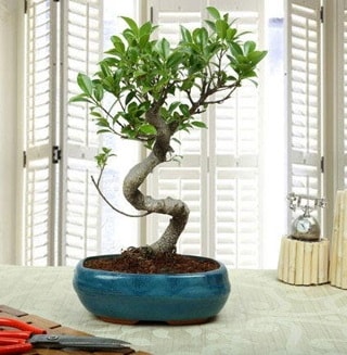 Amazing Bonsai Ficus S thal  skenderun internetten iek siparii 