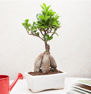 Exotic Ficus Bonsai ginseng  skenderun iek servisi , ieki adresleri 