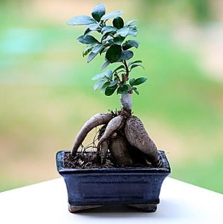 Marvellous Ficus Microcarpa ginseng bonsai  skenderun iek siparii vermek 