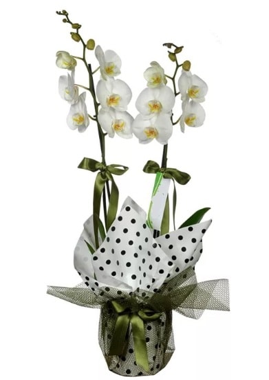 ift Dall Beyaz Orkide  skenderun 14 ubat sevgililer gn iek 