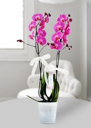 ift dall mor orkide  skenderun iekiler 
