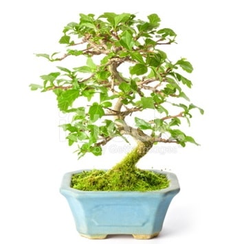 S zerkova bonsai ksa sreliine  skenderun nternetten iek siparii 