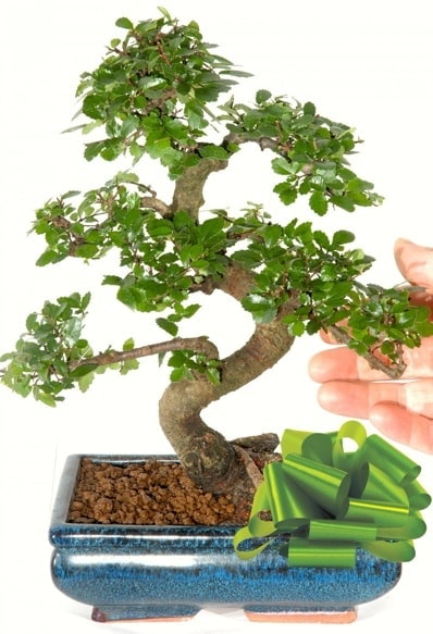 Yaklak 25 cm boyutlarnda S bonsai  skenderun iek siparii sitesi 