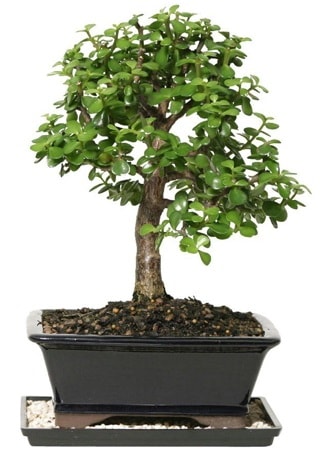 15 cm civar Zerkova bonsai bitkisi  skenderun iek siparii sitesi 