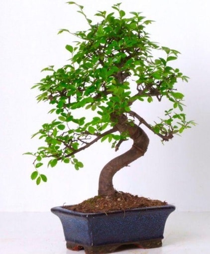 S gvdeli bonsai minyatr aa japon aac  skenderun iek gnderme sitemiz gvenlidir 
