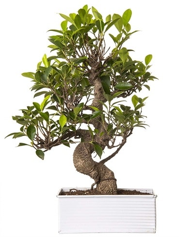 Exotic Green S Gvde 6 Year Ficus Bonsai  skenderun iek gnderme sitemiz gvenlidir 