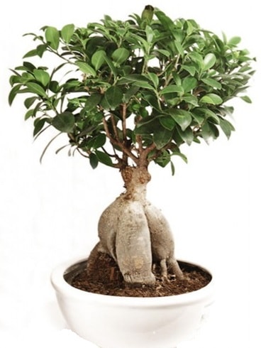 Ginseng bonsai japon aac ficus ginseng  skenderun nternetten iek siparii 